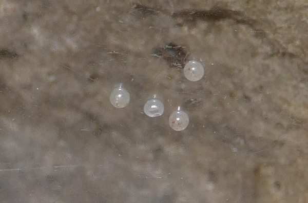 Herminia flavicrinalis, Erebidae